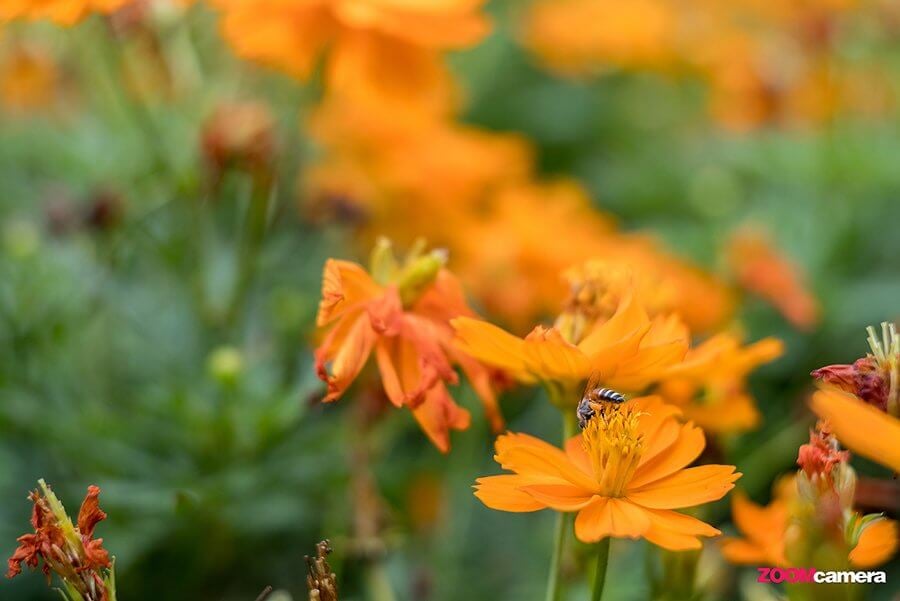 Fujian 25mm F1.8 , Fujian 35mm F1.6 และ Fujian 50mm F1.8