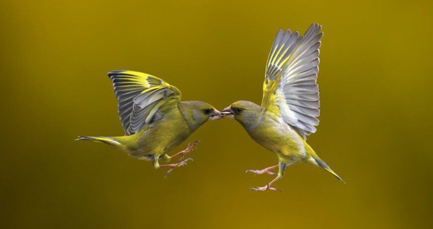 tutorial guide shutter speed Zoomcamera 0