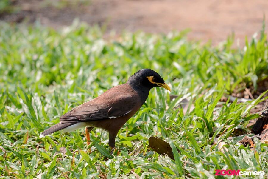 จับเลนส์ใหม่ ไปถ่ายนกที่สวนรถไฟ SIGMA 100-400mm F5-6.3 DG OS HSM | C 