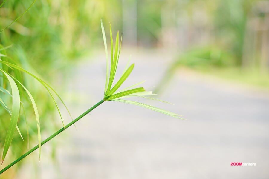 Review : Sony 50 F1.8 OSS เลนส์ Portrait ดีต่อใจ ละลายสาว