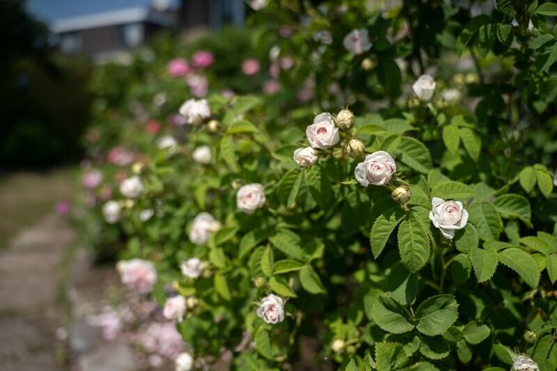 รีวิว Tamron 28 75mm F2 8 DI III RXD For Sony FE Bokeh 2