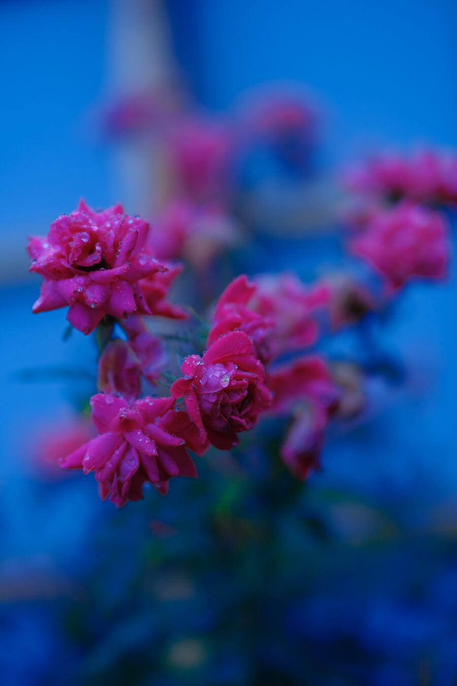 FUJIFILM XF 50mm f1.0 R WR Lens 16
