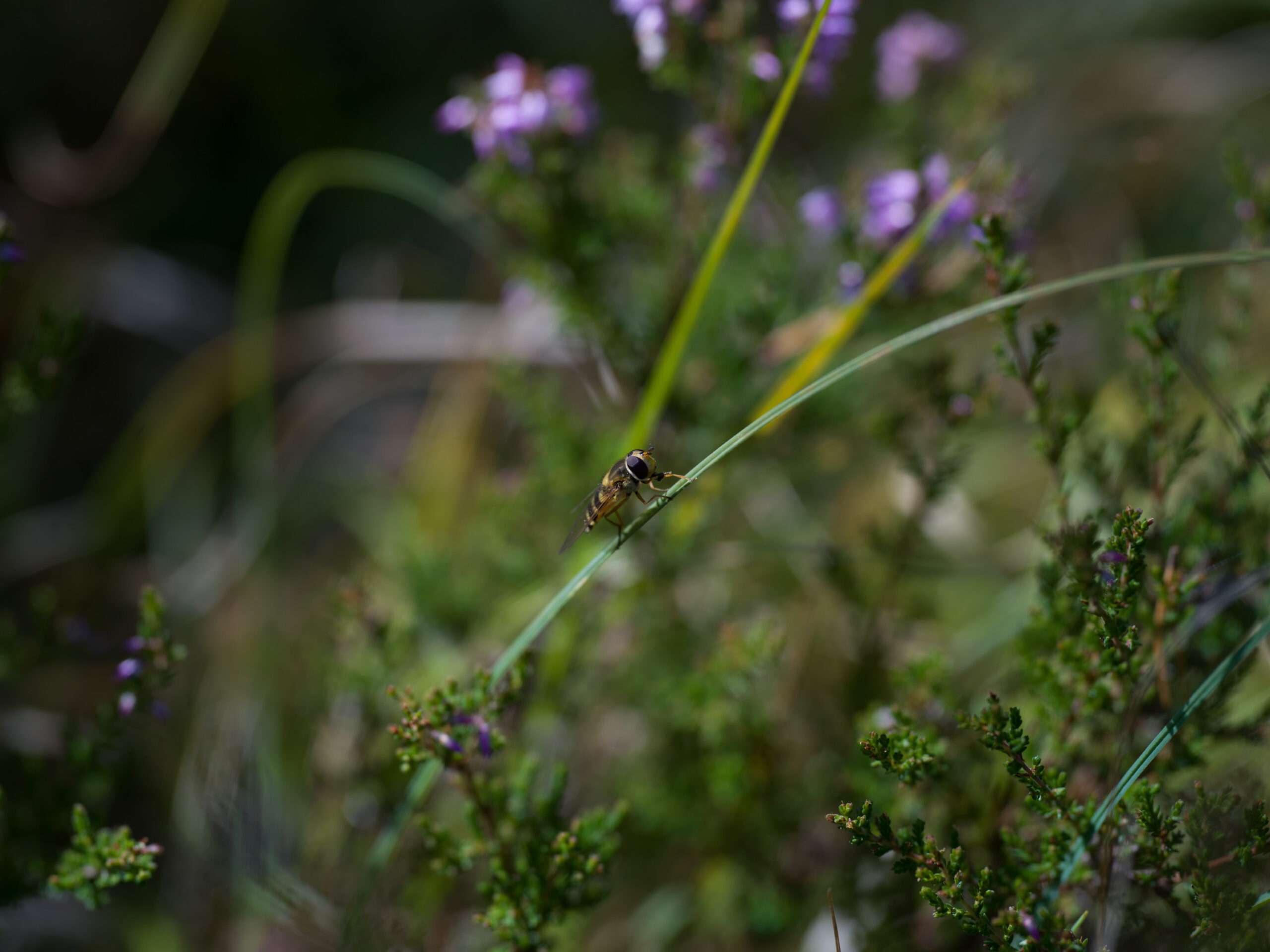 Hasselblad XCD 120mm f3.5 Macro Lens 15 scaled