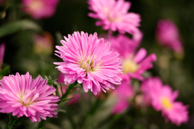 Canon RF S 55 210mm f5 7.1 IS STM Lens Image 001