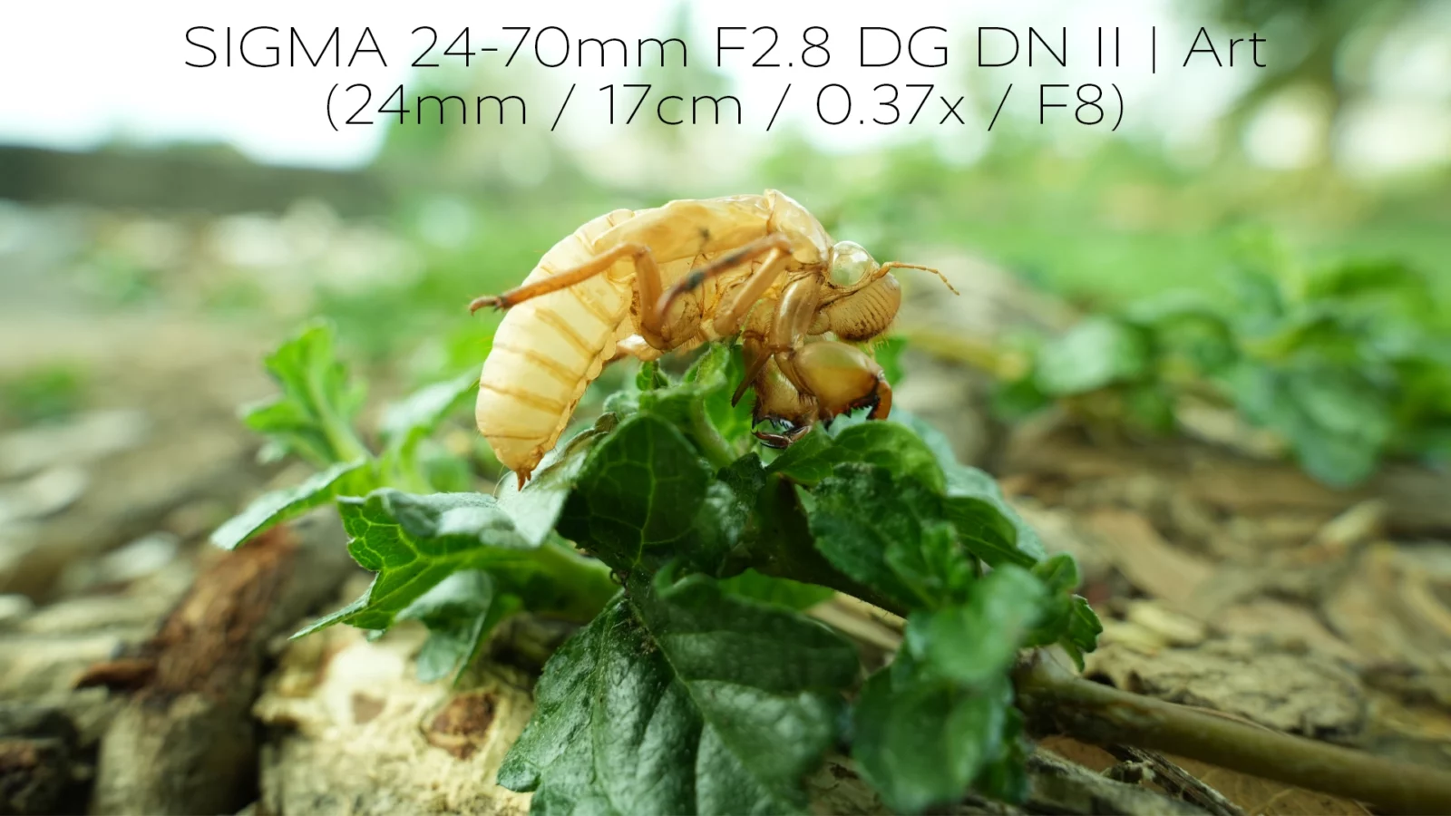 SIGMA 24-70mm F2.8 DG DN II | Art เลนส์ซูมช่วงนิยม ถ่ายใกล้สุด 17cm ในราคา 47,900 บาท 3 SIGMA 24-70mm F2.8 DG DN II | Art ถ่ายใกล้สุด 17cm กำลังขยาย 0.37x