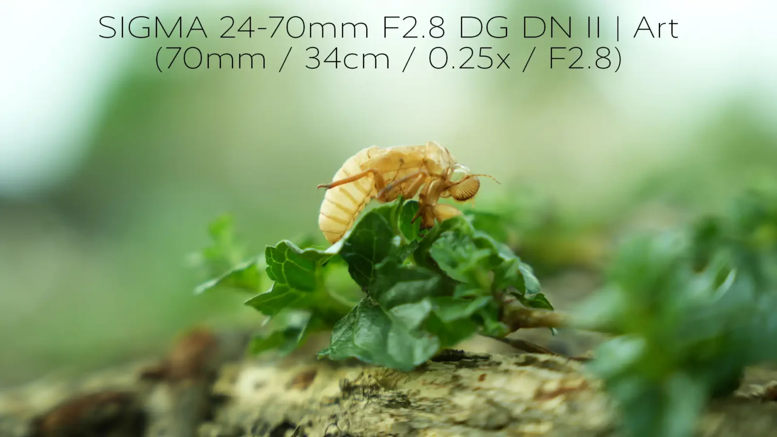 SIGMA 24-70mm F2.8 DG DN II | Art เลนส์ซูมช่วงนิยม ถ่ายใกล้สุด 17cm ในราคา 47,900 บาท 4 SIGMA 24-70mm F2.8 DG DN II | Art เข้าใกล้ได้ 17cm กำลังขยาย 0.37x