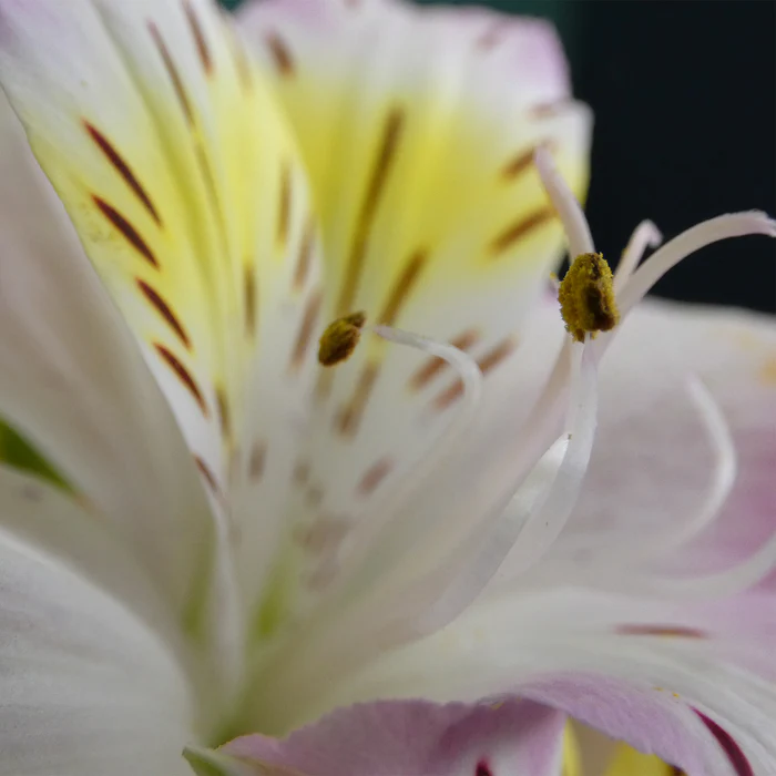 เปิดตัว Lumix FZ80D กล้อง Compact Zoom ไกลถึงดวงจันทร์ กันสั่นพร้อม 8 Lumix FZ80D Stunning Macro Photos