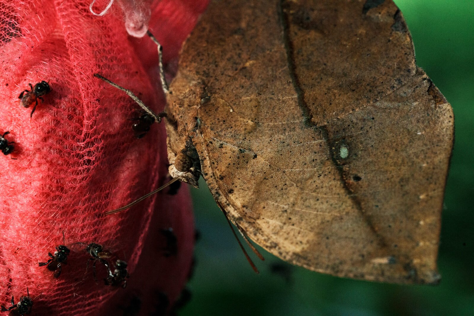 Sample image Review Tamron 90mm F2.8 Di III VXD Macro_0