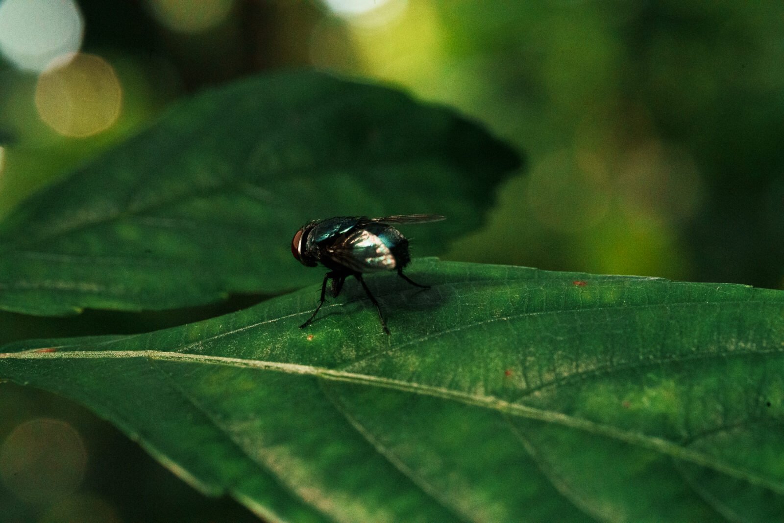 Sample image Review Tamron 90mm F2.8 Di III VXD Macro_2