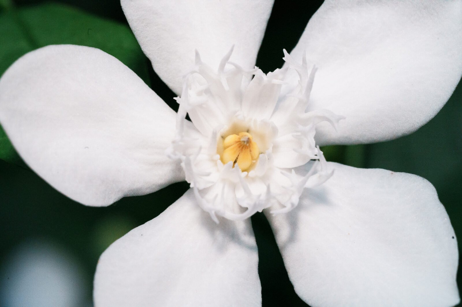 Sample image Review Tamron 90mm F2.8 Di III VXD Macro_5
