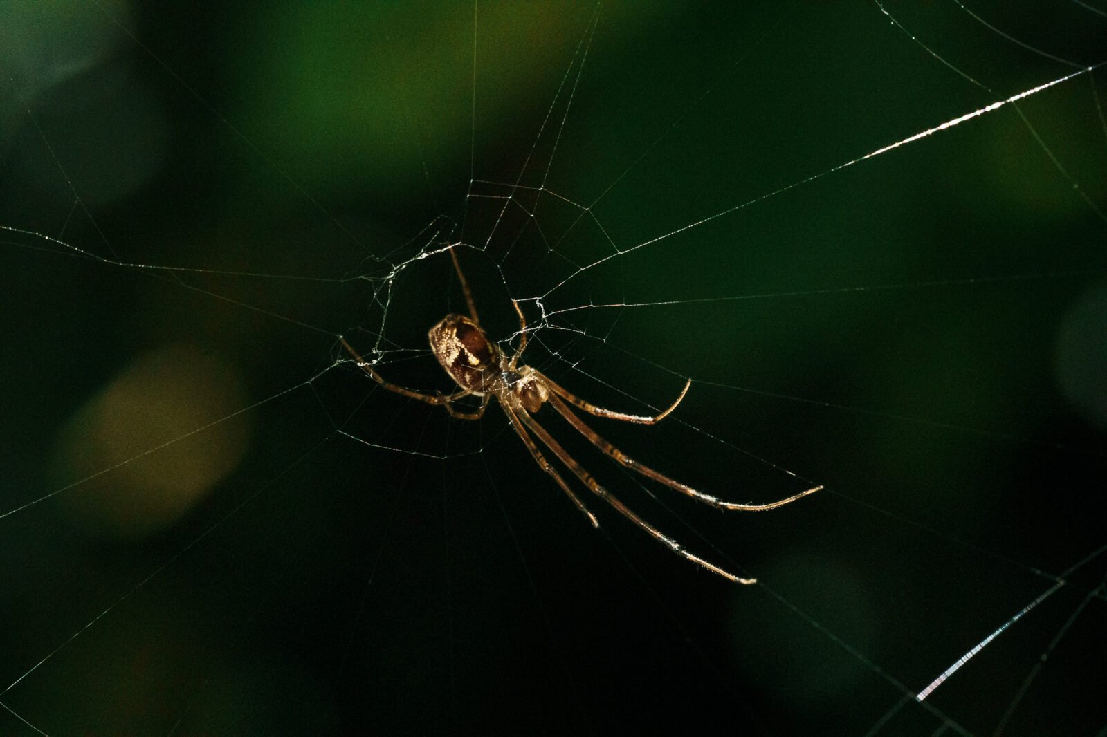 Sample image Review Tamron 90mm F2.8 Di III VXD Macro_19