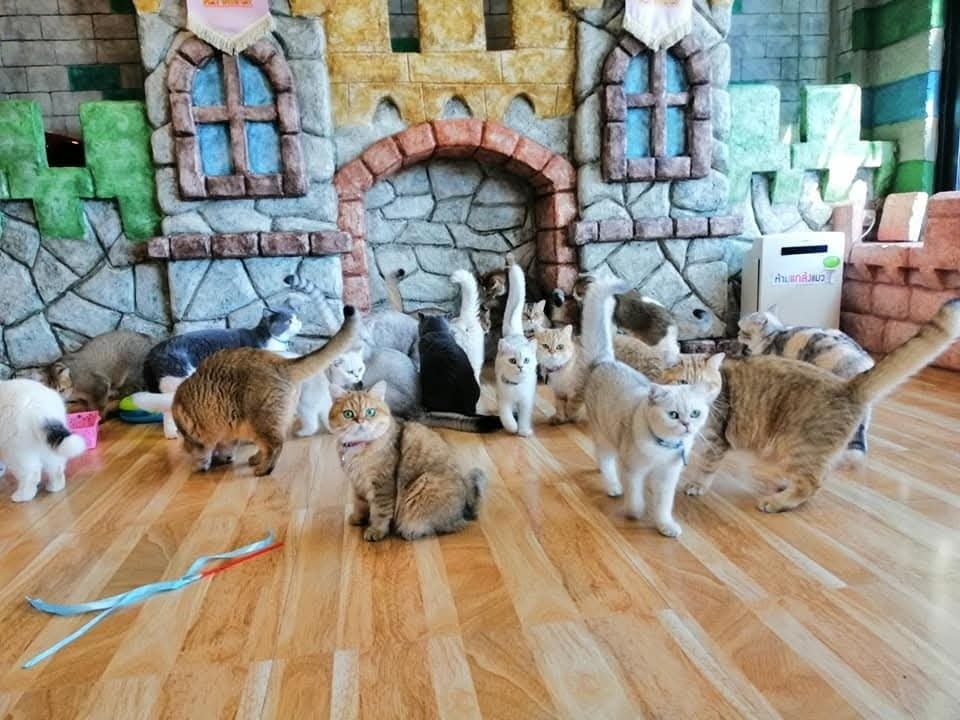 572268797 1251868800308653 2576762530682506038 n 1